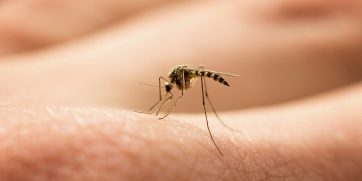 Dengue Prevention in Singapore: A Guide to Protecting Your Home and Family 