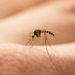Dengue Prevention in Singapore: A Guide to Protecting Your Home and Family