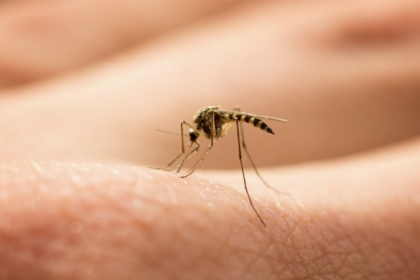 Dengue Prevention in Singapore: A Guide to Protecting Your Home and Family 