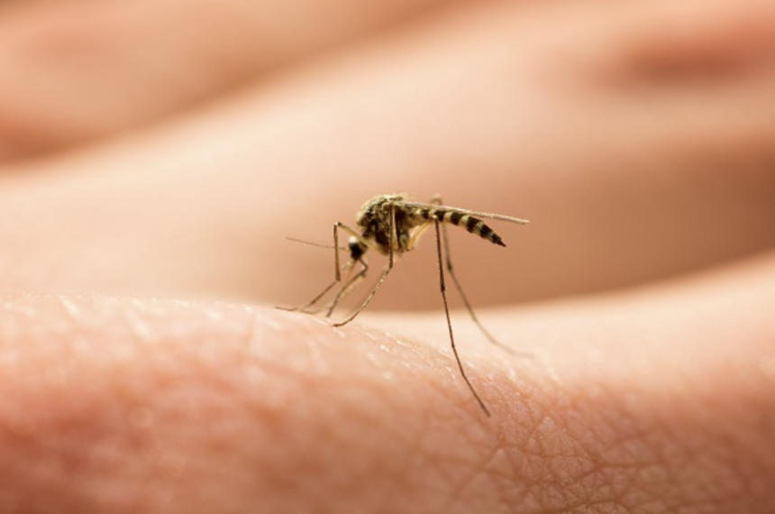 Dengue Prevention in Singapore: A Guide to Protecting Your Home and Family 