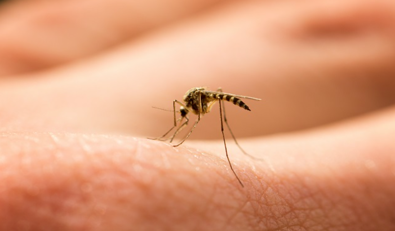 Dengue Prevention in Singapore: A Guide to Protecting Your Home and Family 